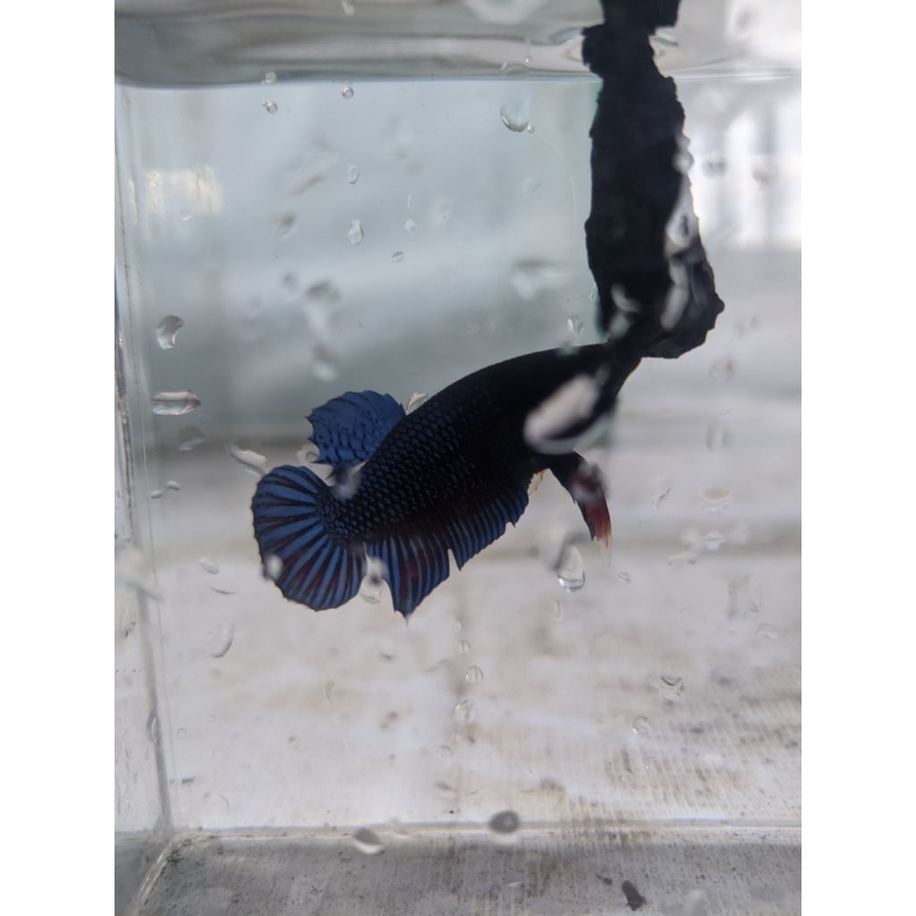 Ikan Cupang Aduan MDS Lokal Size M - Warna Acak, Sehat, Siap Adu