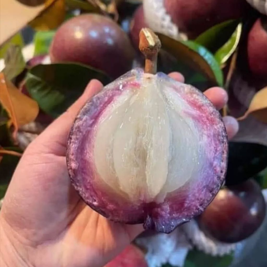 bibit kenitu ungu | sawo apel | bibit hasil okulasi & sambung susu | tinggi : 40-60cm | kondisi rimb