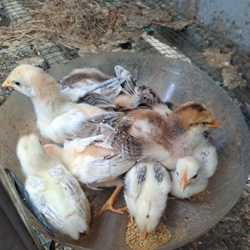 Anak Ayam kampung Asli/piyik Ayam/pitik Ayam usia 3 mingguan