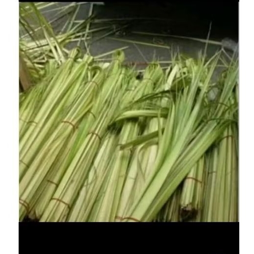 Janur kelapa 50 pcs janur kelapa muda untuk bikin ketupat