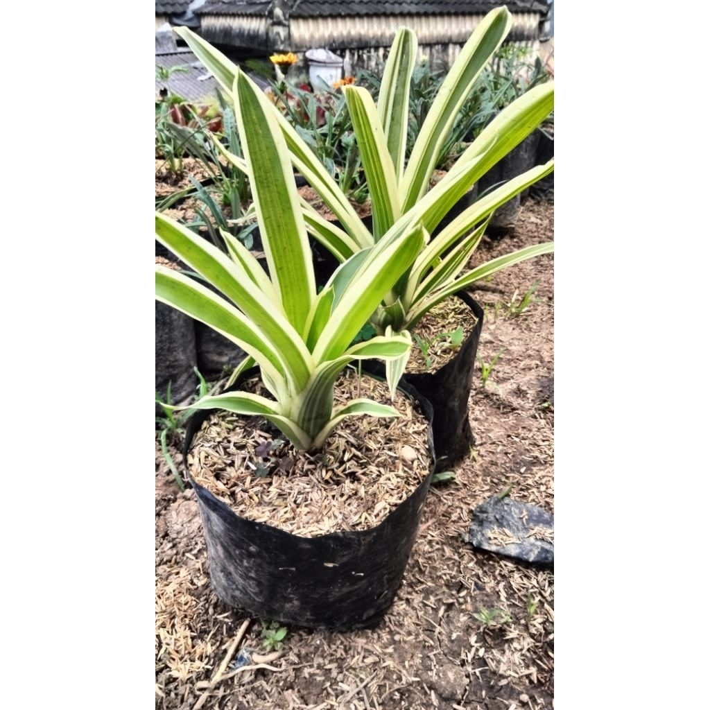 bromelia hijau