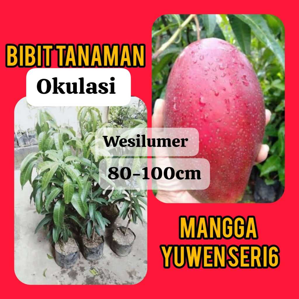 Bibit Mangga Yuwen Seri 6 Tinggi 80-100 cm