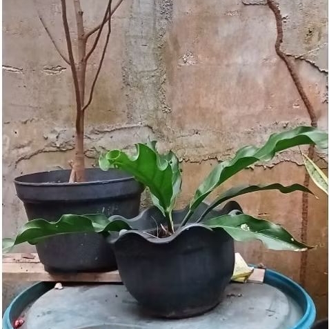 Tanaman Hias Anthurium plowmanii Gelombang Cinta besar untuk hiasan depan rumah