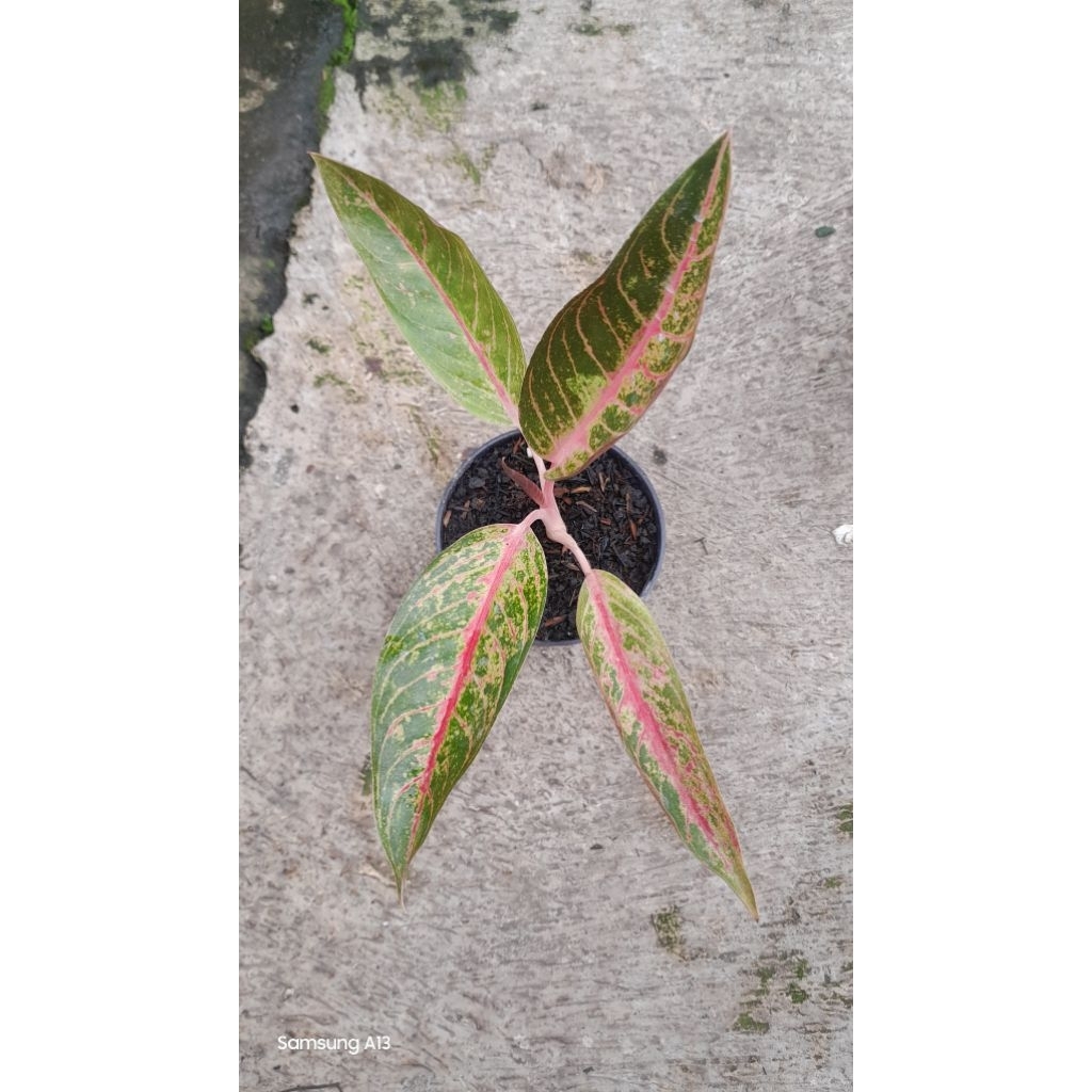 Aglonema MAHARDIKA (Size Remaja)
