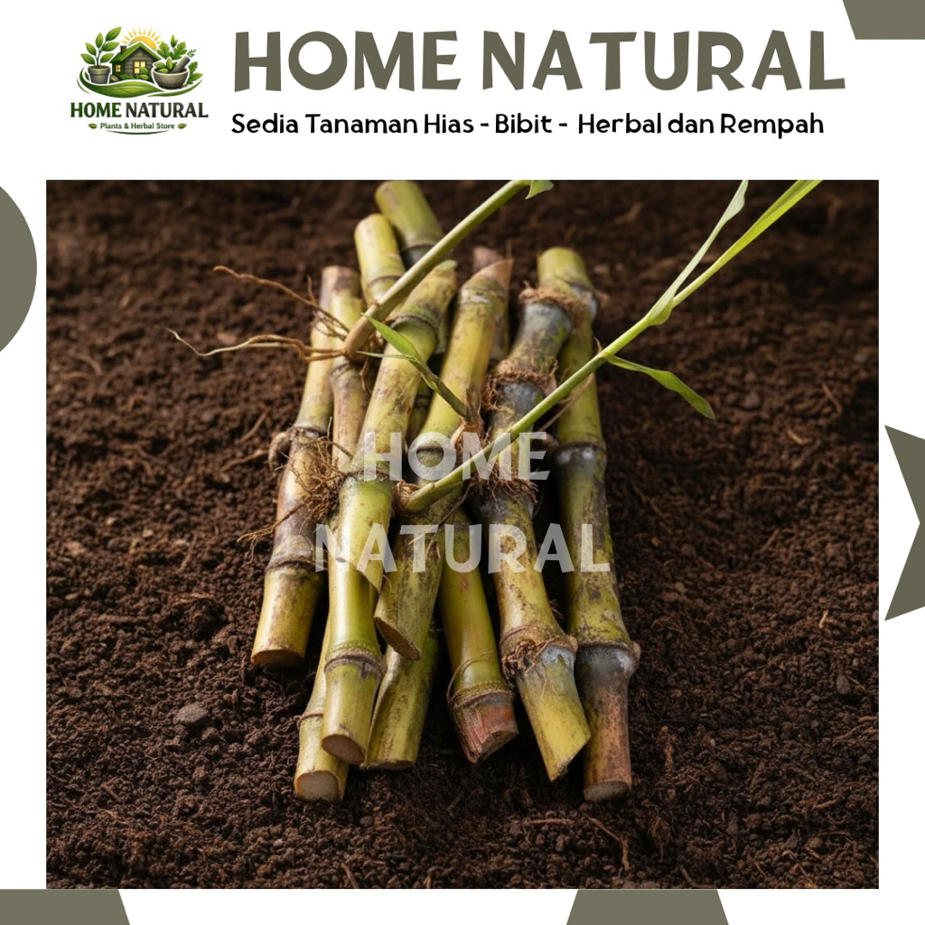 10 Bibit Stek Tebu Telur Sayur Tebu Telur Atau Terubuk