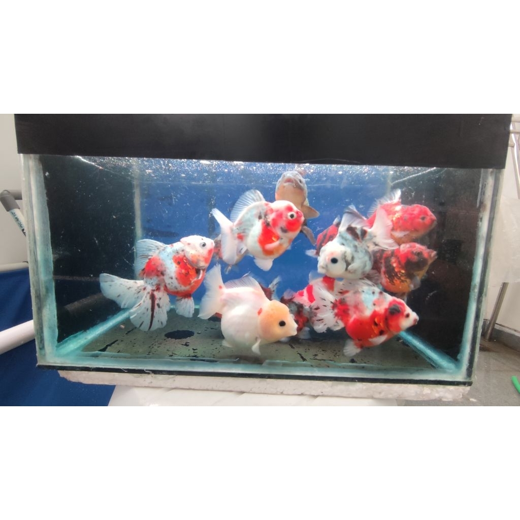 Ikan Mas Koki Oranda