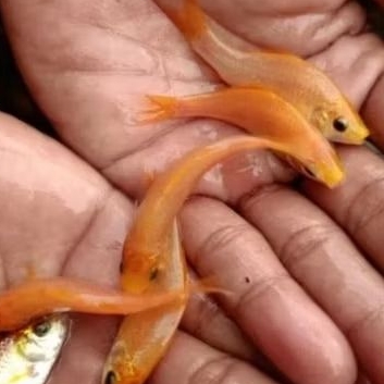 bibit ikan nilem/terapi lemon