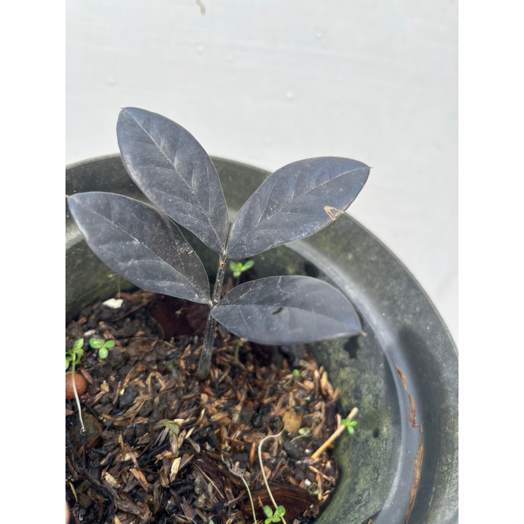 Tanaman Hias ZZ raven ll black