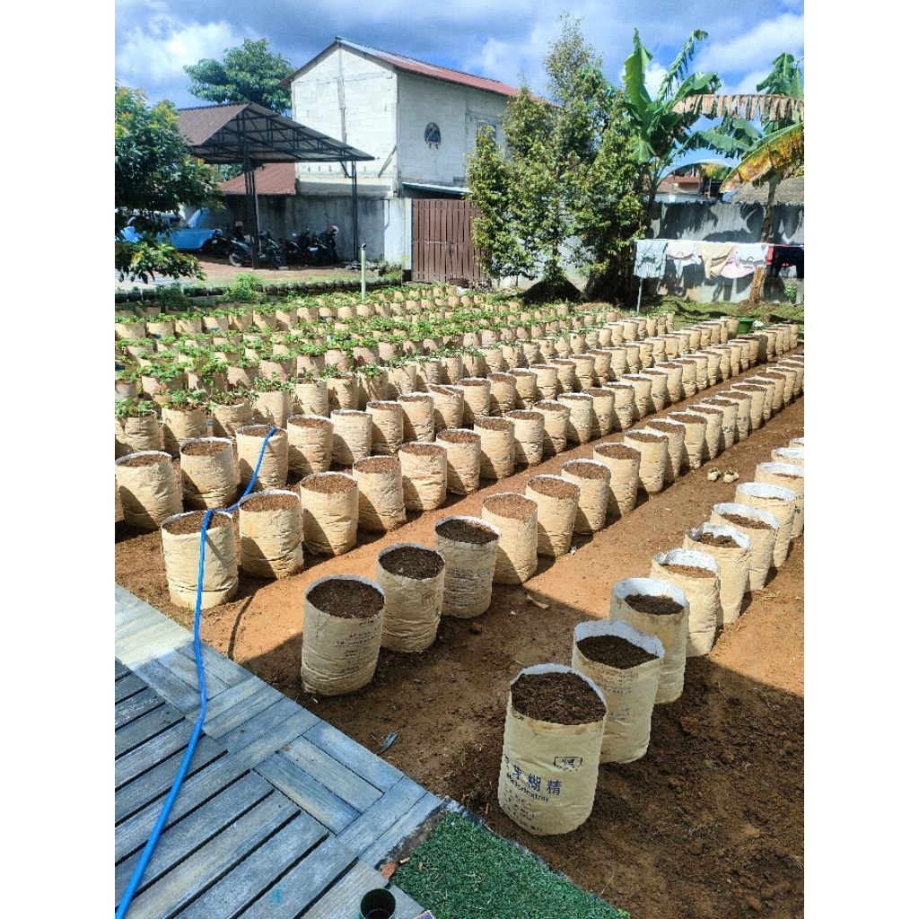 karung noblen/pot strawberry isi 50 pcs