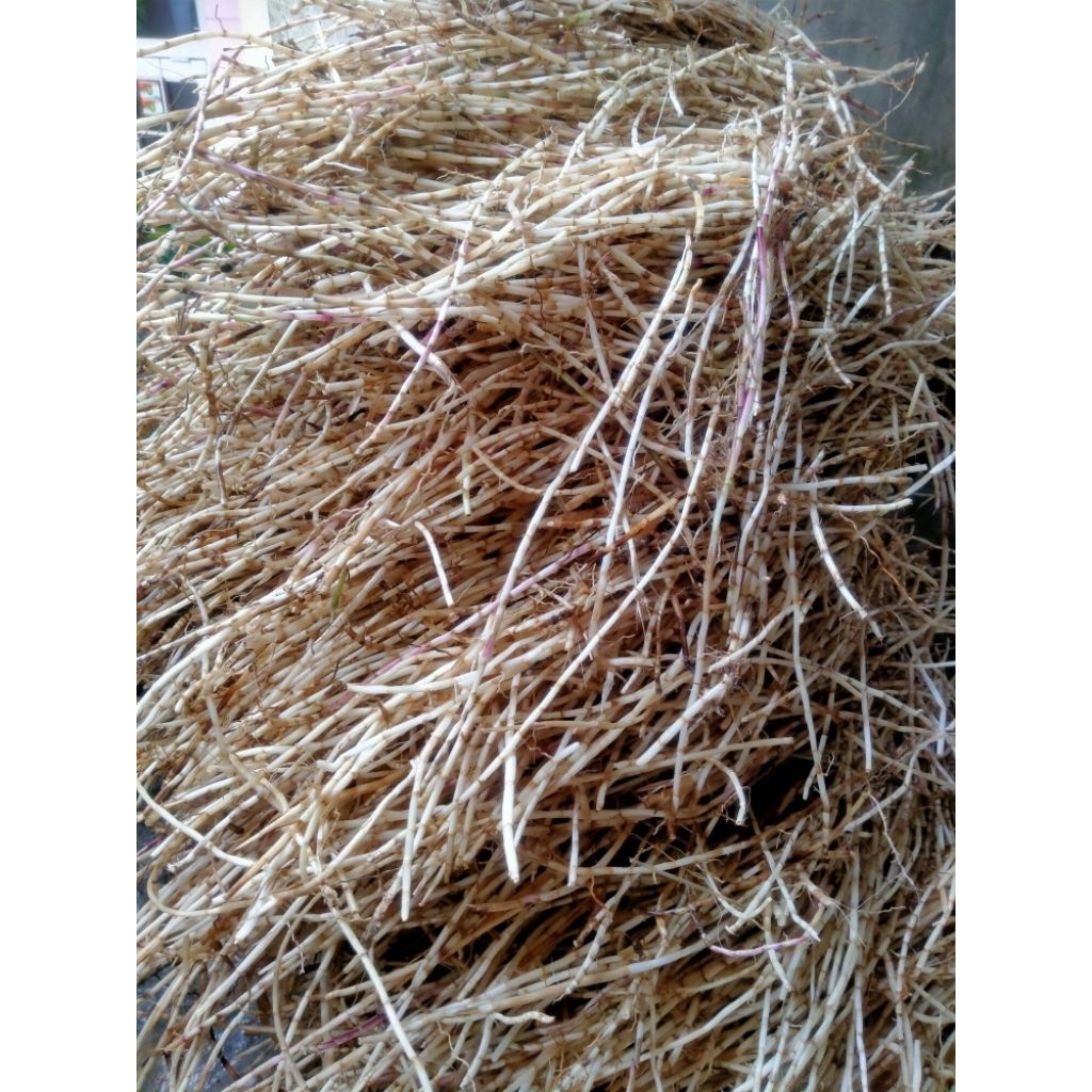 AKAR ALANG ALANG SEGAR 1 KG / AKAR ILALANG ALANG ALANG SEGAR