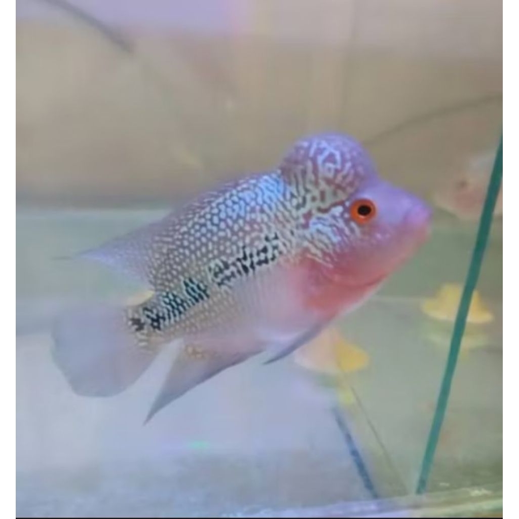 Louhan UK 3 Jari F2 Kamfa Ori Thailand