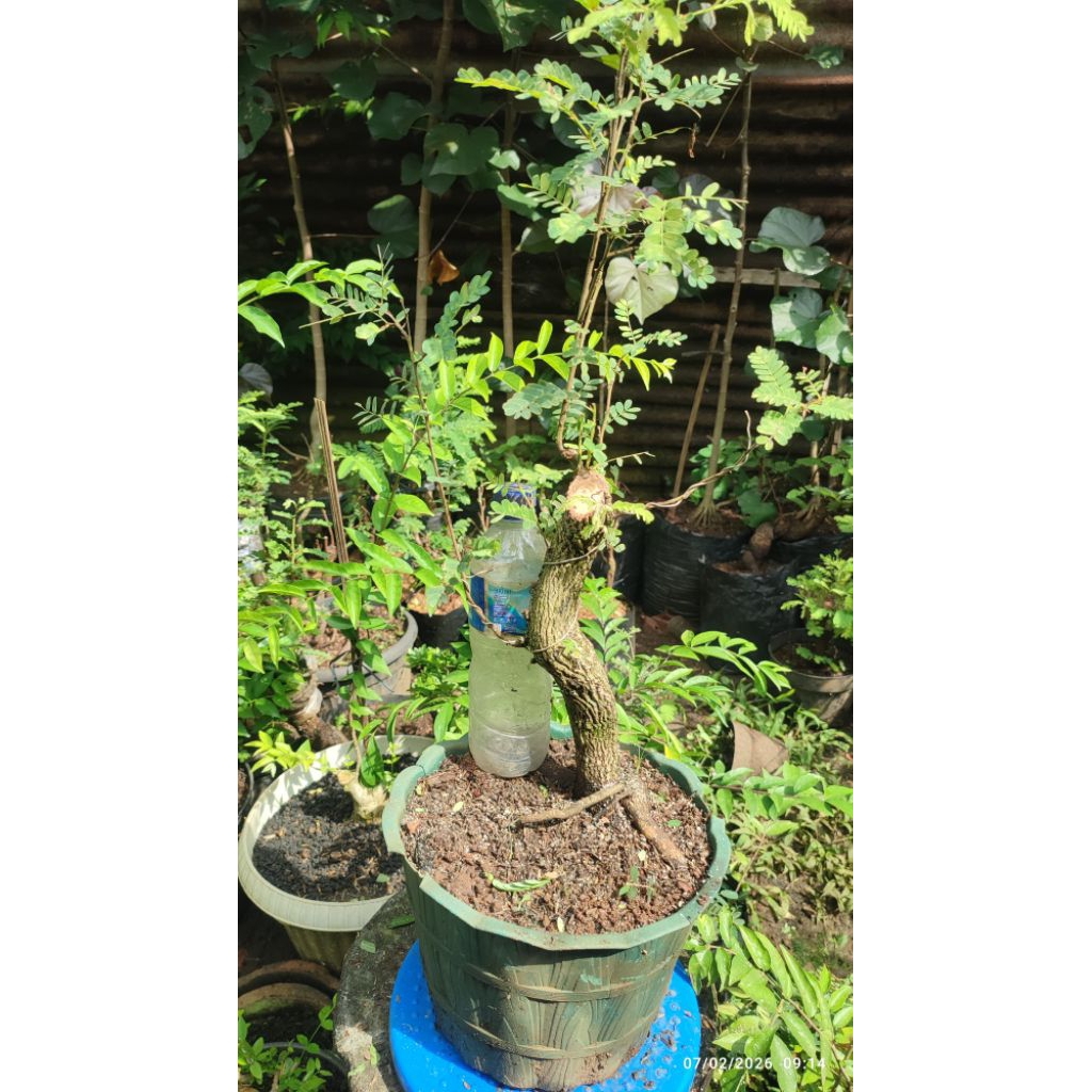 bonsai asem jawa karakter, bahan dongkelan