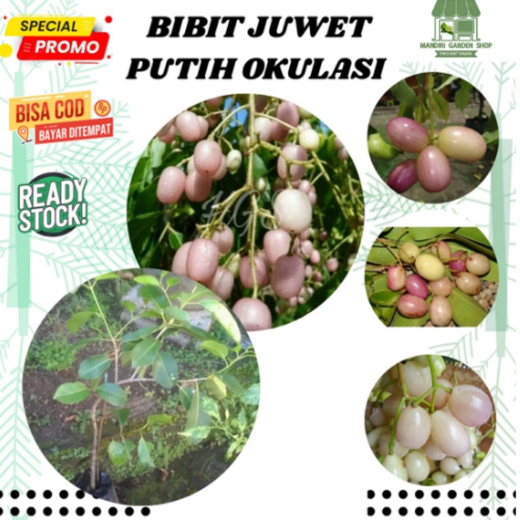 bibit juwet putih