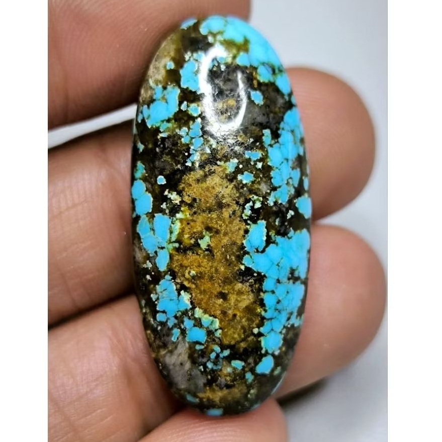 Pirus Persia Biru Fancy