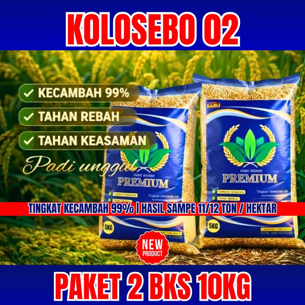PAKET 10 KG. |BENIH PADI UNGGUL KOLOSEBO 02 ORIGINAL