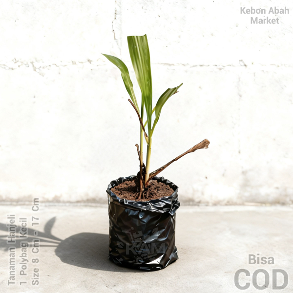 Tanaman Hanjeli Harga Satuan Bibit Jelai Jali