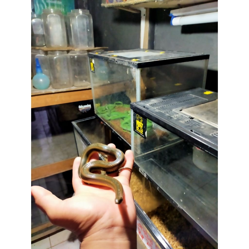 ular air enhydris pelangi dewasa ( kurir ojek online maksimal 40 km)