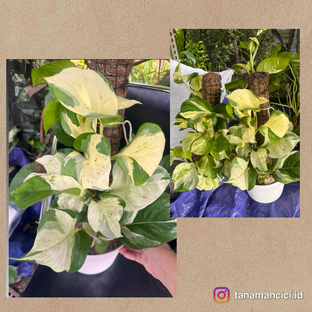 tanaman sirih manjula daun rimbun ready surabaya