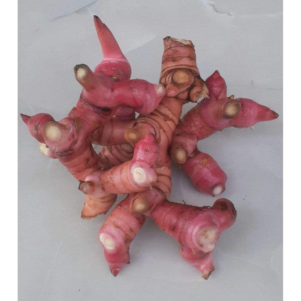 lengkuas segar 1kg/lengkuas merah segar/lengkuas rempah/lengkuas original/lengkuas murni