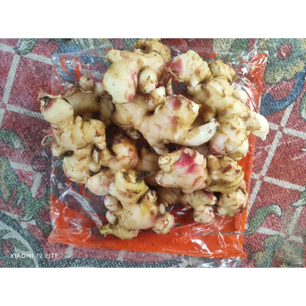 Jahe gajah muda segar 1kg