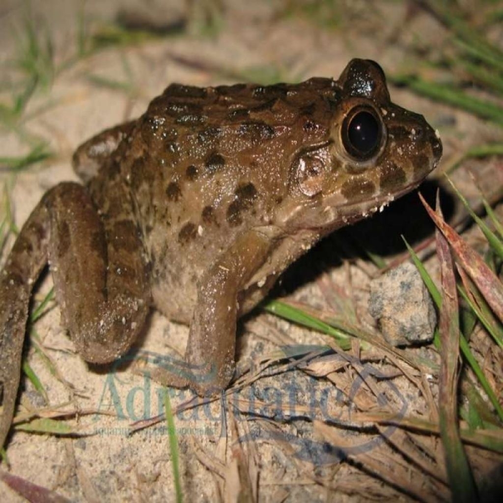 umpan mancing ikan gabus/sidat gacor per 10 ekor