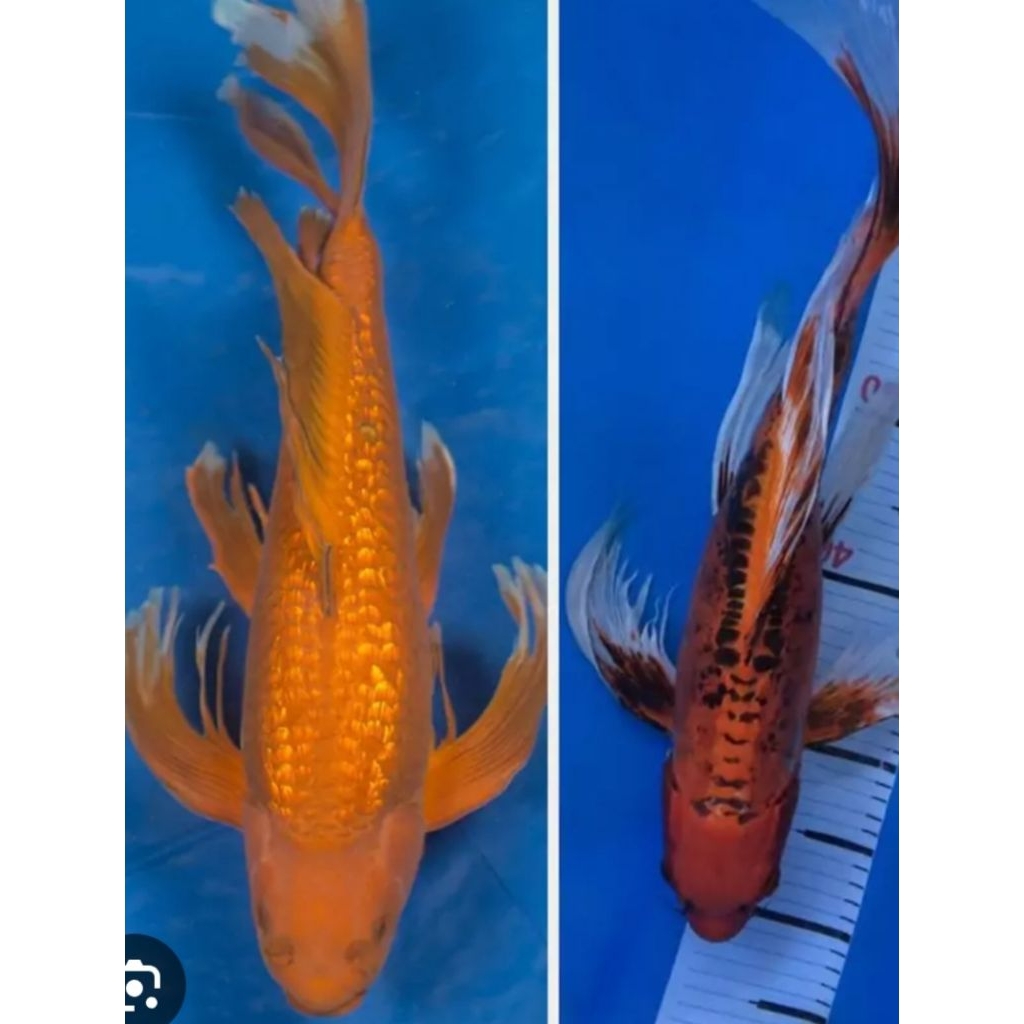 koi slyer kumpay buntut panjang asli blitar 18cm besar dekorasi Akuarium aquaseceps air tawar semoga