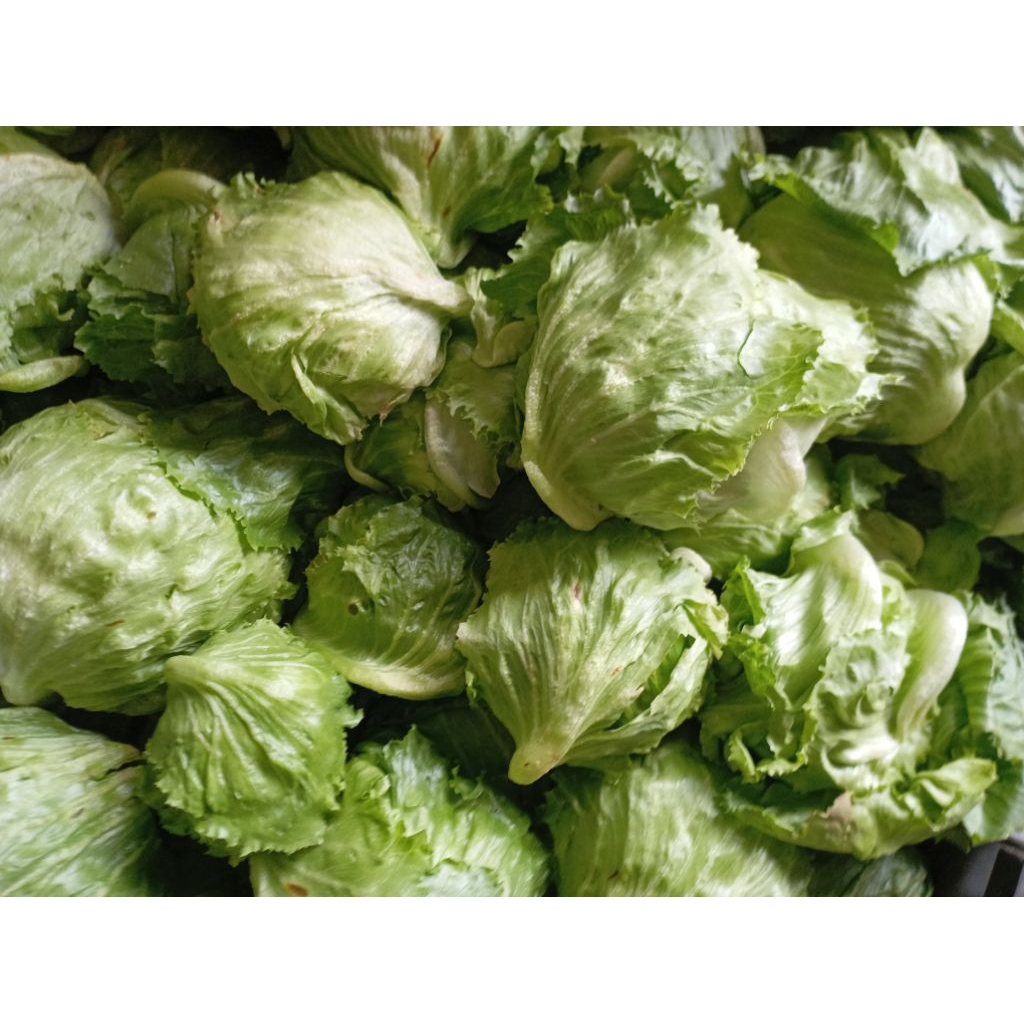 Sayur Selada Bokor / Letes / LettuceHead segar