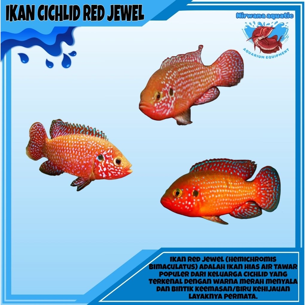 (INSTAN) IKAN CICHLID RED JEWEL - UKURAN ±3-4 CM