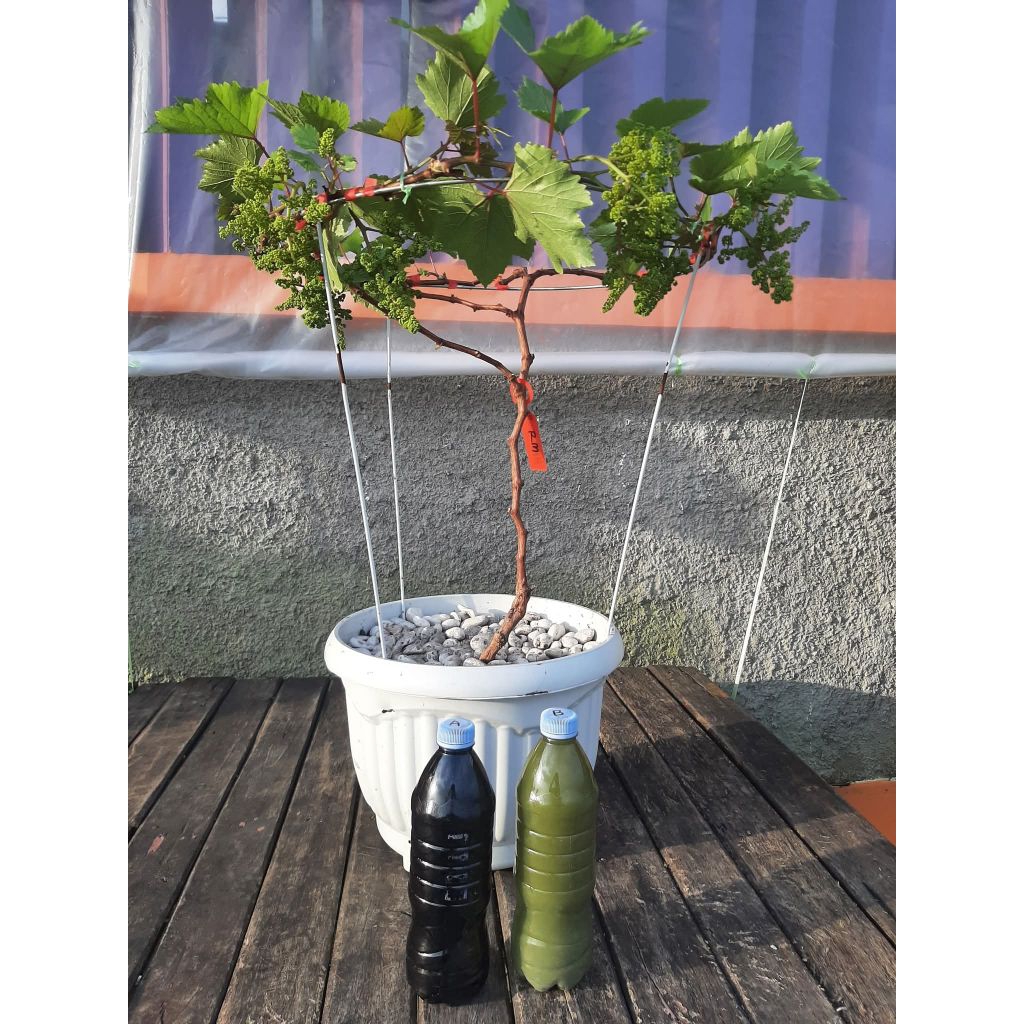 Ab Mix Mas Sulkhan Hadiah untuk pelanggan setia