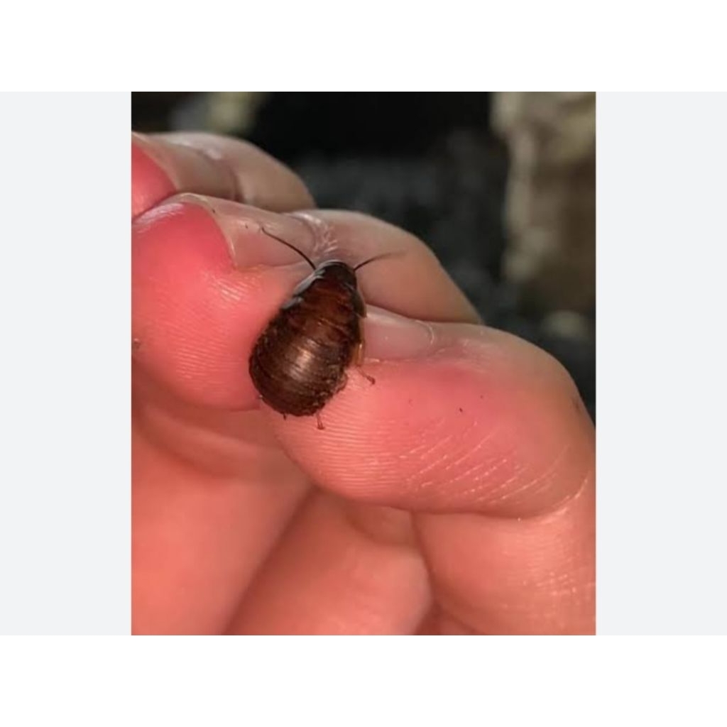 Kecoa madagaskar anakan ukuran random free pinset