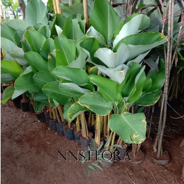 Tanaman Taman Calathea Pisang Calatea Calathea Pisang kipas / luthea