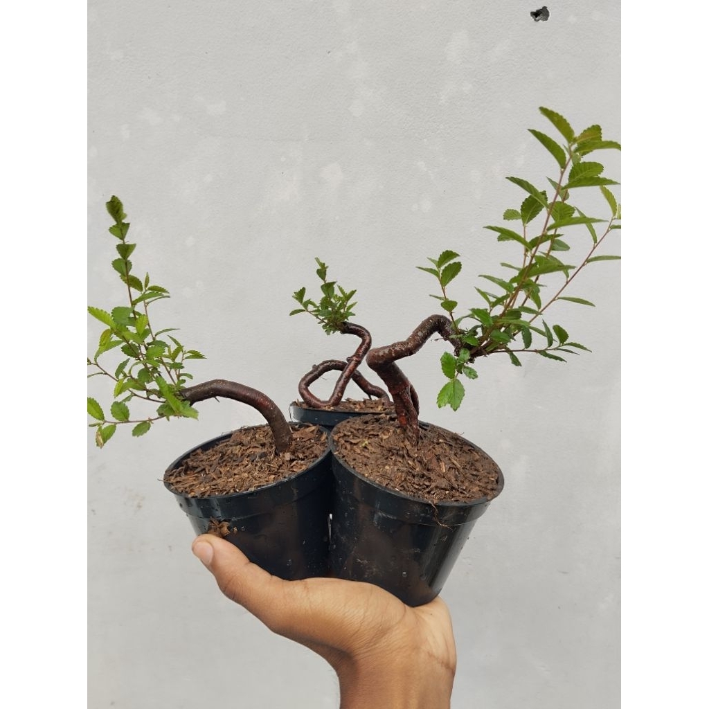 bonsai ulmus unik siap pajang