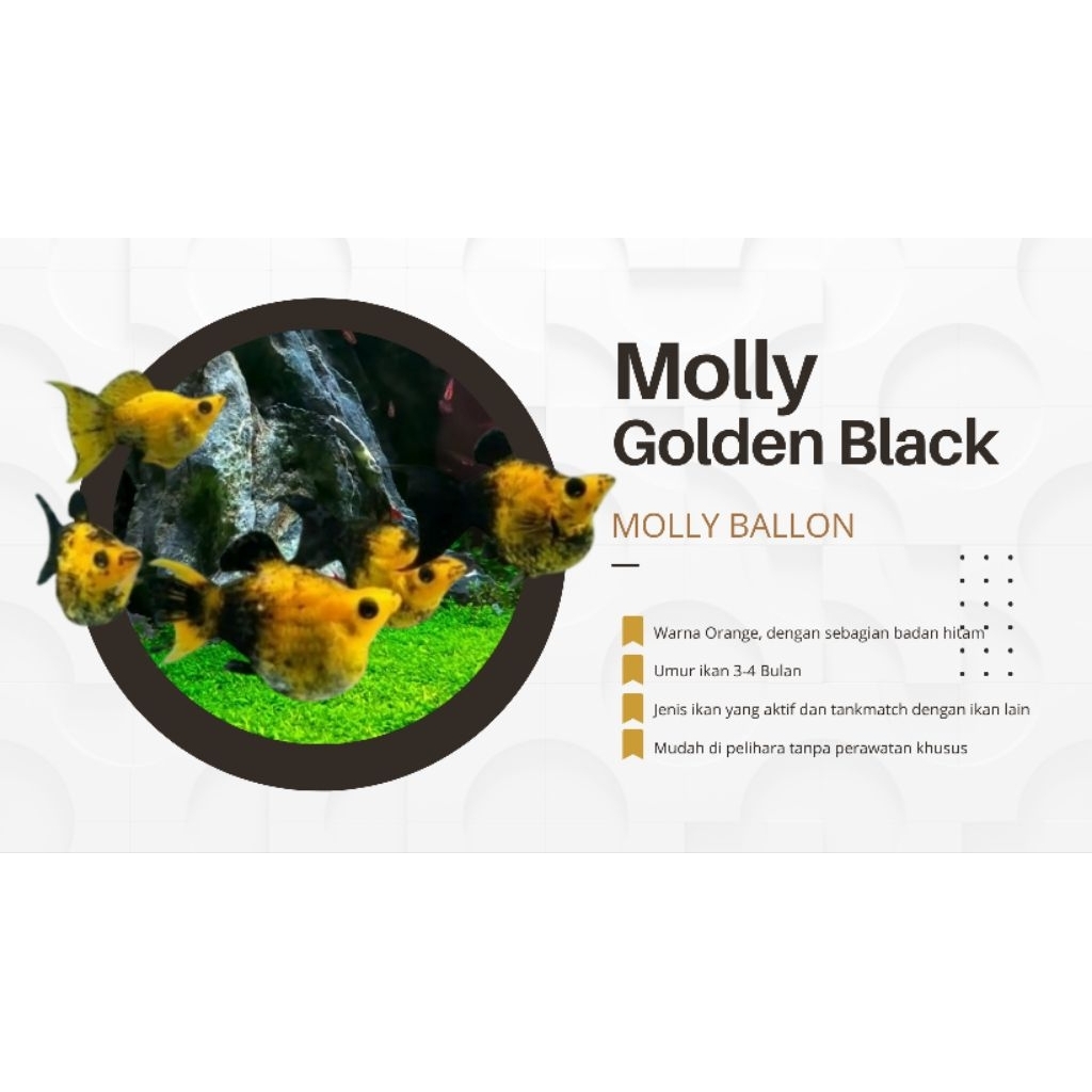 Molly Golden Black Ballon