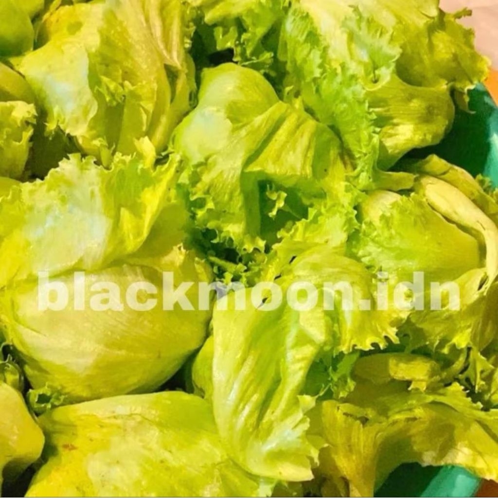 Lettuce Head SEGAR Lettuce Kebab Salad Taco Shawarma 250 Gram 500 Gram 1 KG (KHUSUS INSTANT YA)