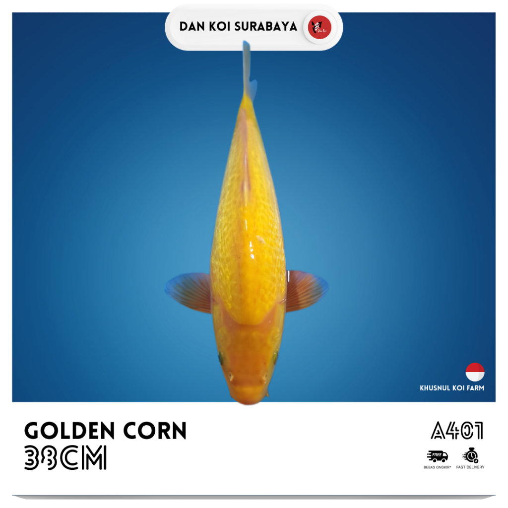 Ikan Koi Golden Corn Breed by Khusnul Koi Farm (KKF) Kode A400