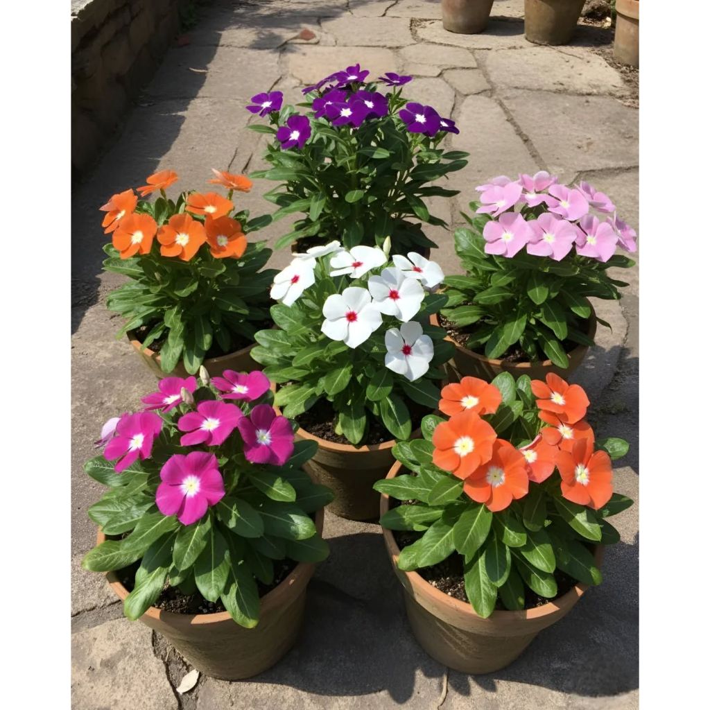 Bibit Bunga Vinca Tapak Dara Gantung Bisa Pilih Warna/Tanaman Hias Bunga Vinca