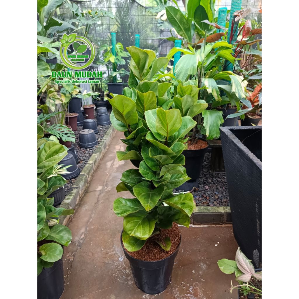 tanaman hias ketapang biola daun mini / ketapang biola bambino