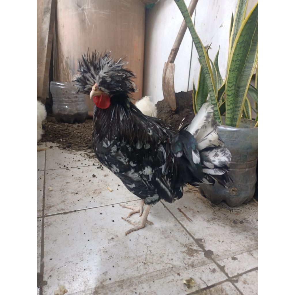 ayam poland ORI(asli)
