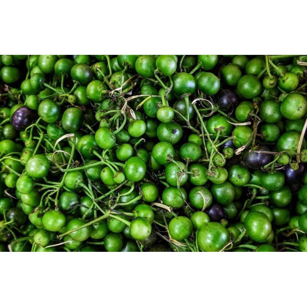 sayuran leunca segar 250 gram