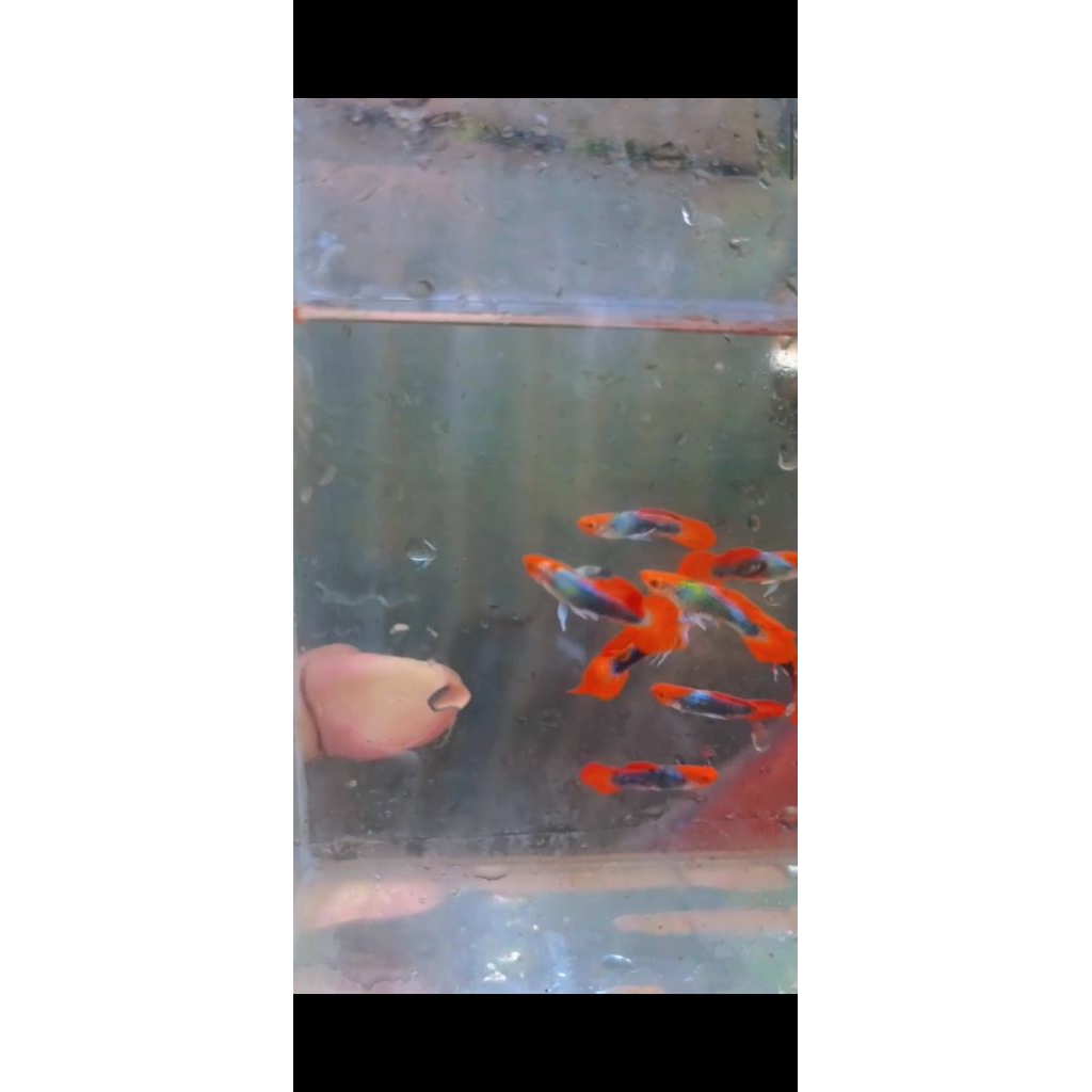 Hiasan AQuarium guppy prtde koi