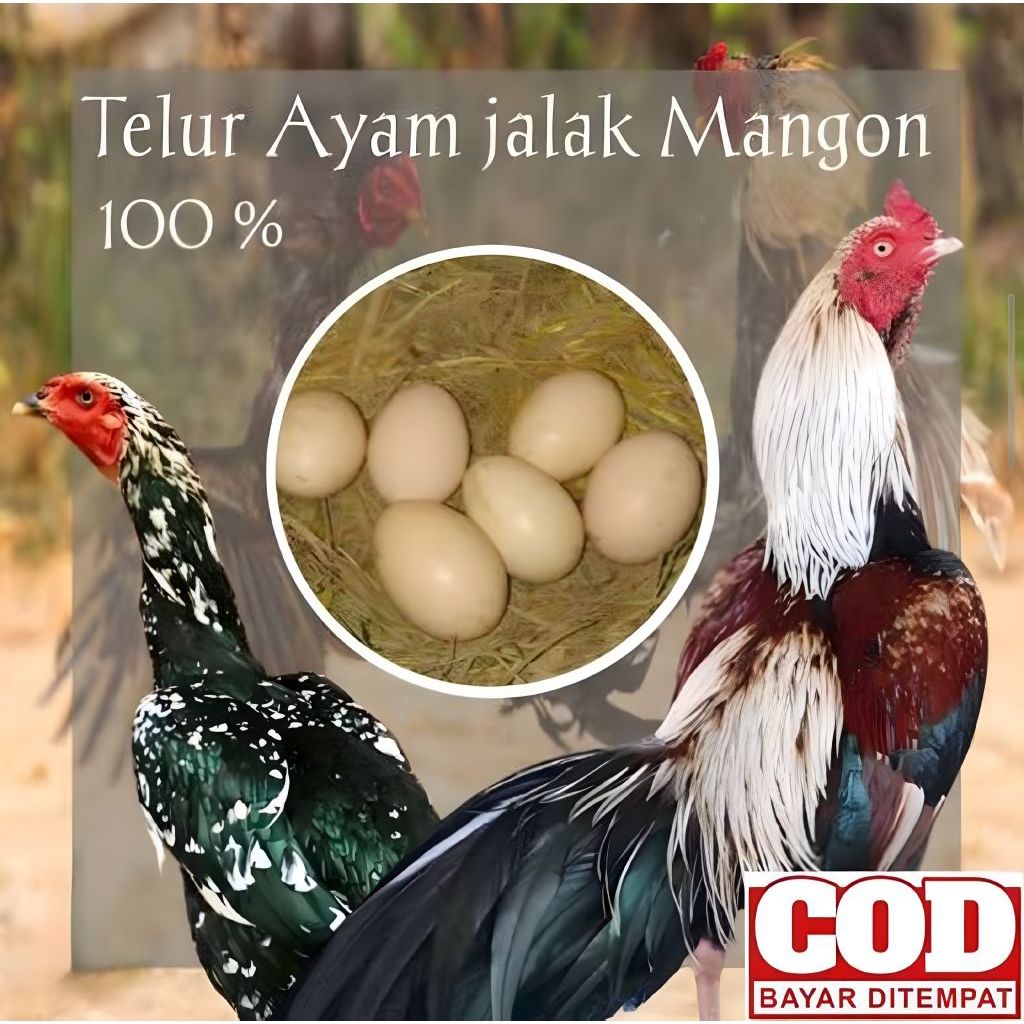 TELUR AYAM MANGON ASLI CALON PETARUNG SIAP UNTUK DITETASKAN BERGARANSI