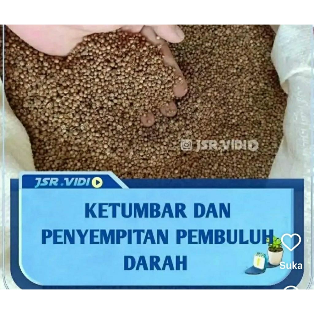 Ketumbar Hitam Ketumbar Organik 1 Kg