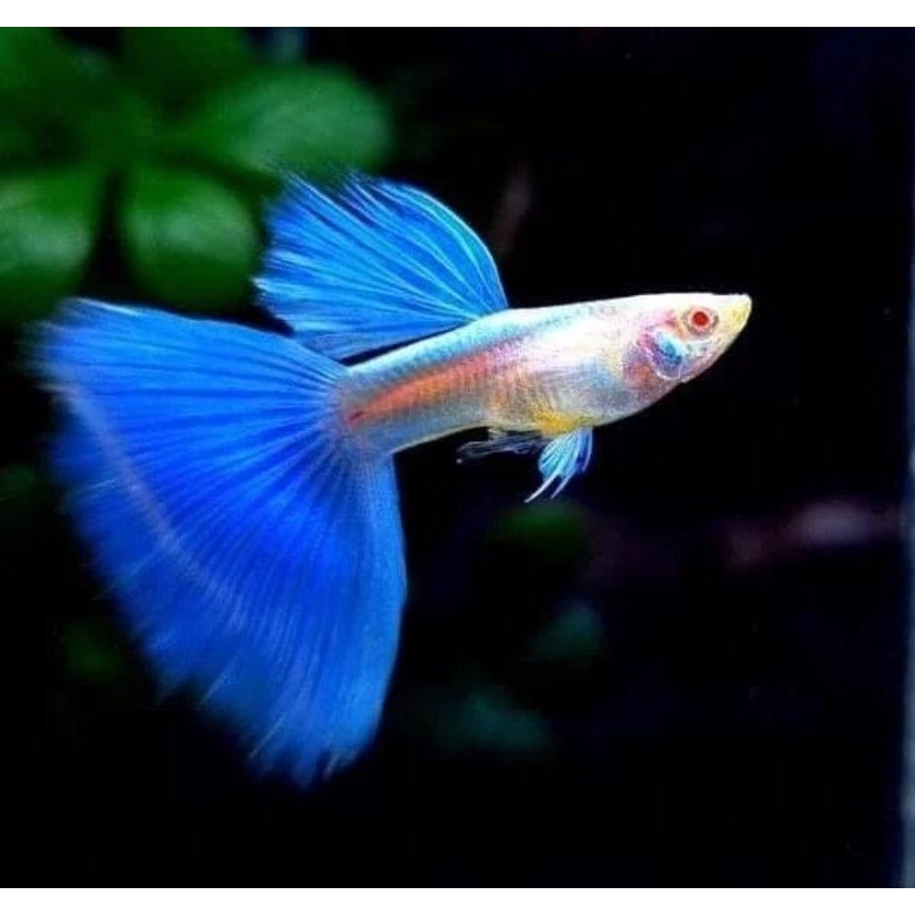 Guppy Sky Blue (Topaz) / BERGARANSI 