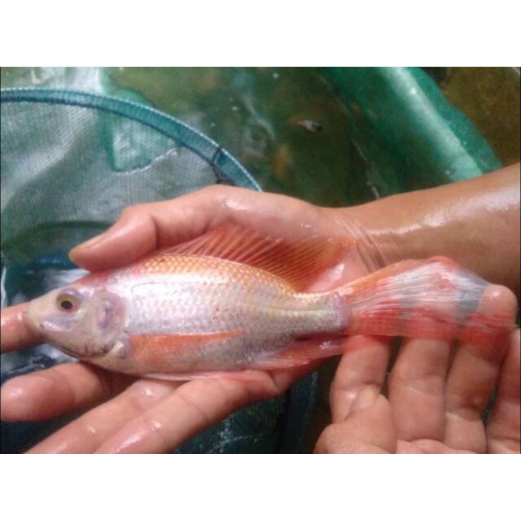 ikan nila kumpay sz 3-4 jari berkualitas