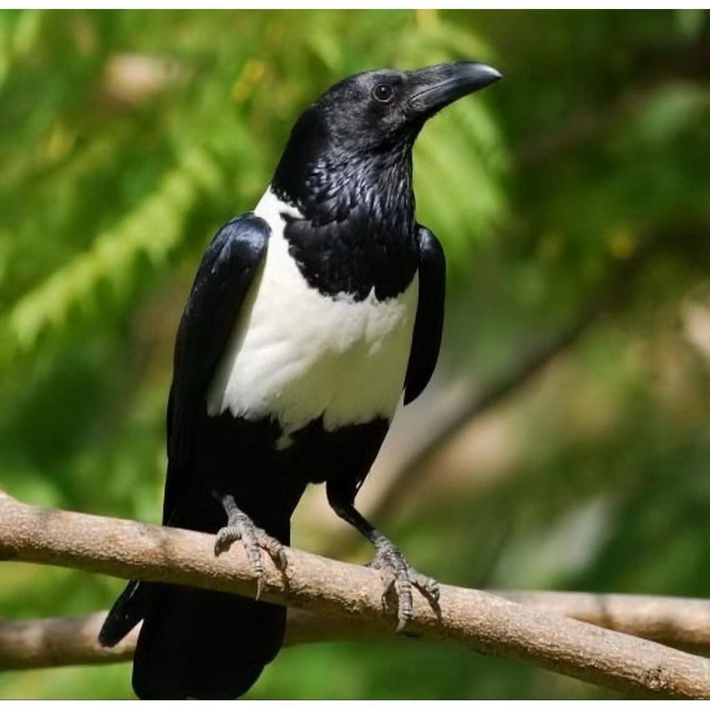 telur burung Gagak Afrika import fertil original