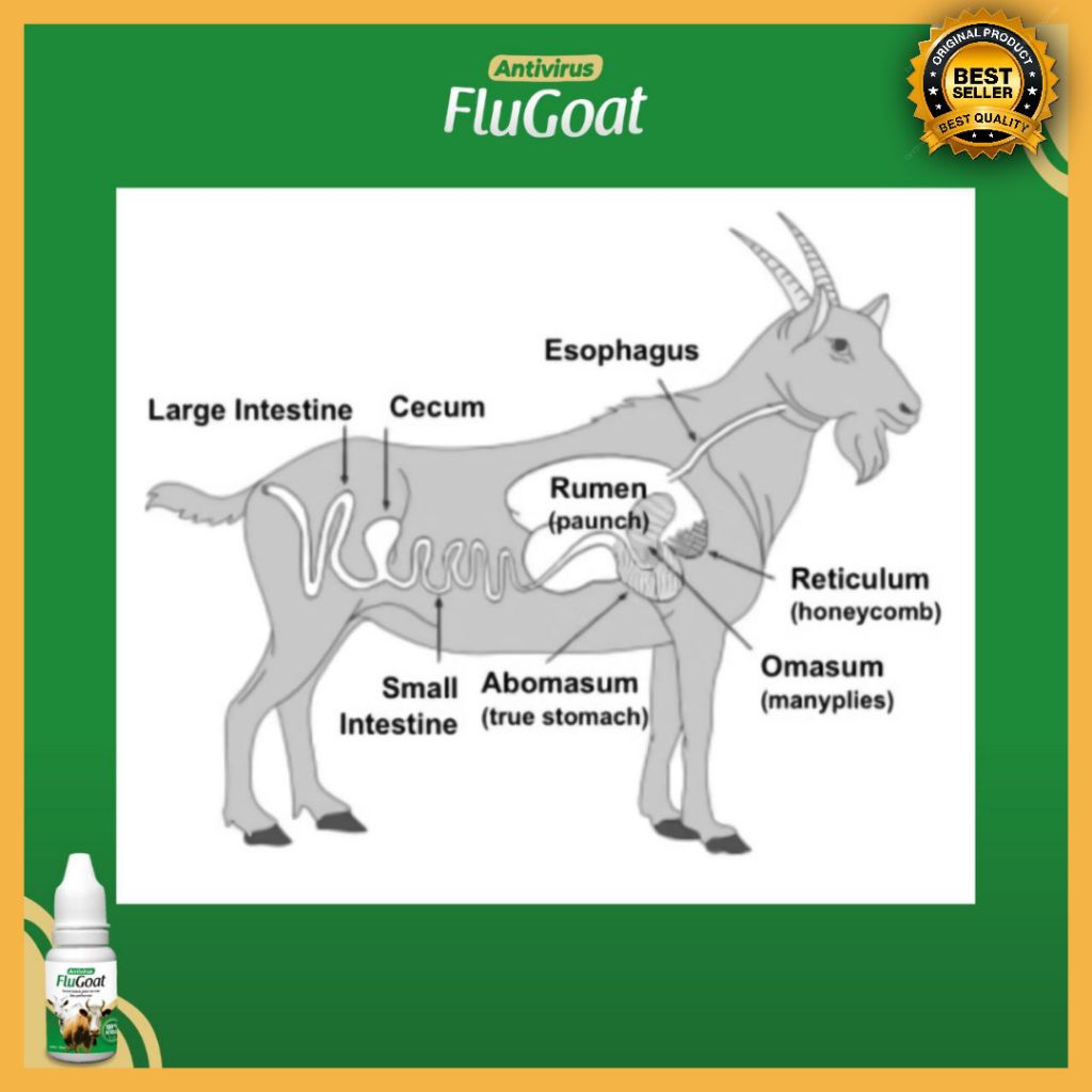 TERAMPUH  Obat Kambing Flu Alami, Obat Kambing Flu Batuk, Obat Kambing Flu Dan Batuk