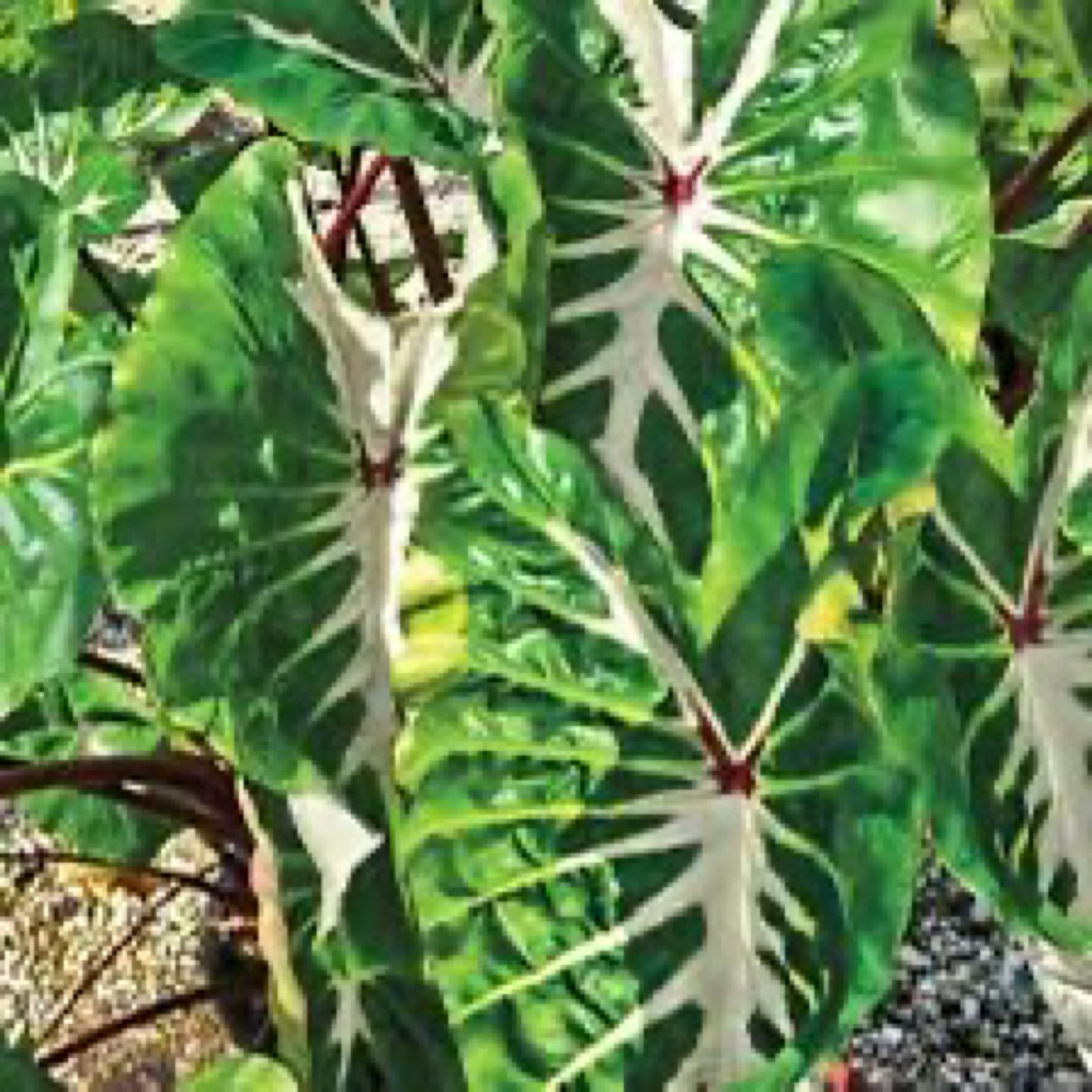 COLOCASIA WHITE LAVA/ anakan colocasia +-30cm