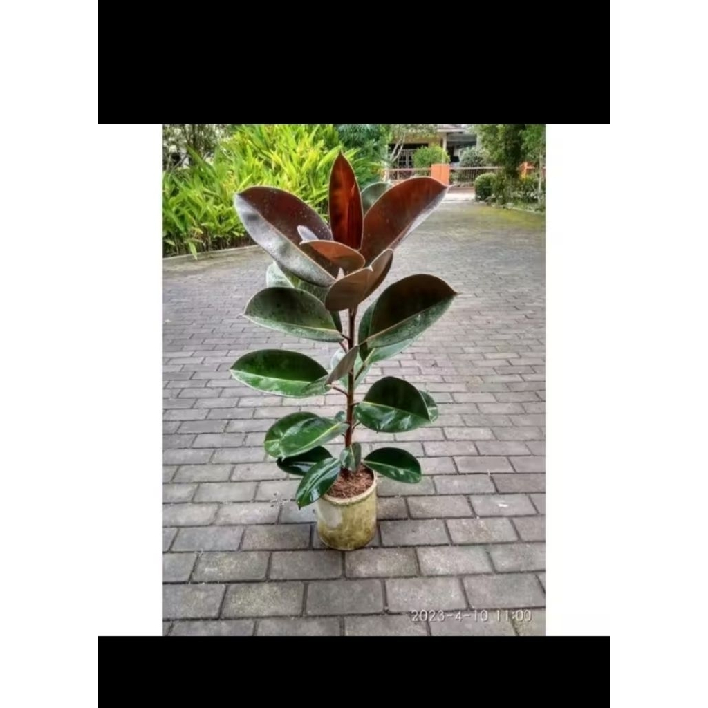 KARET KEBO/ KARET KEBO MERAH