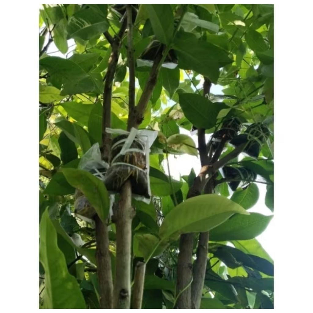 potong cangkok jambu air green giant jaminan valid