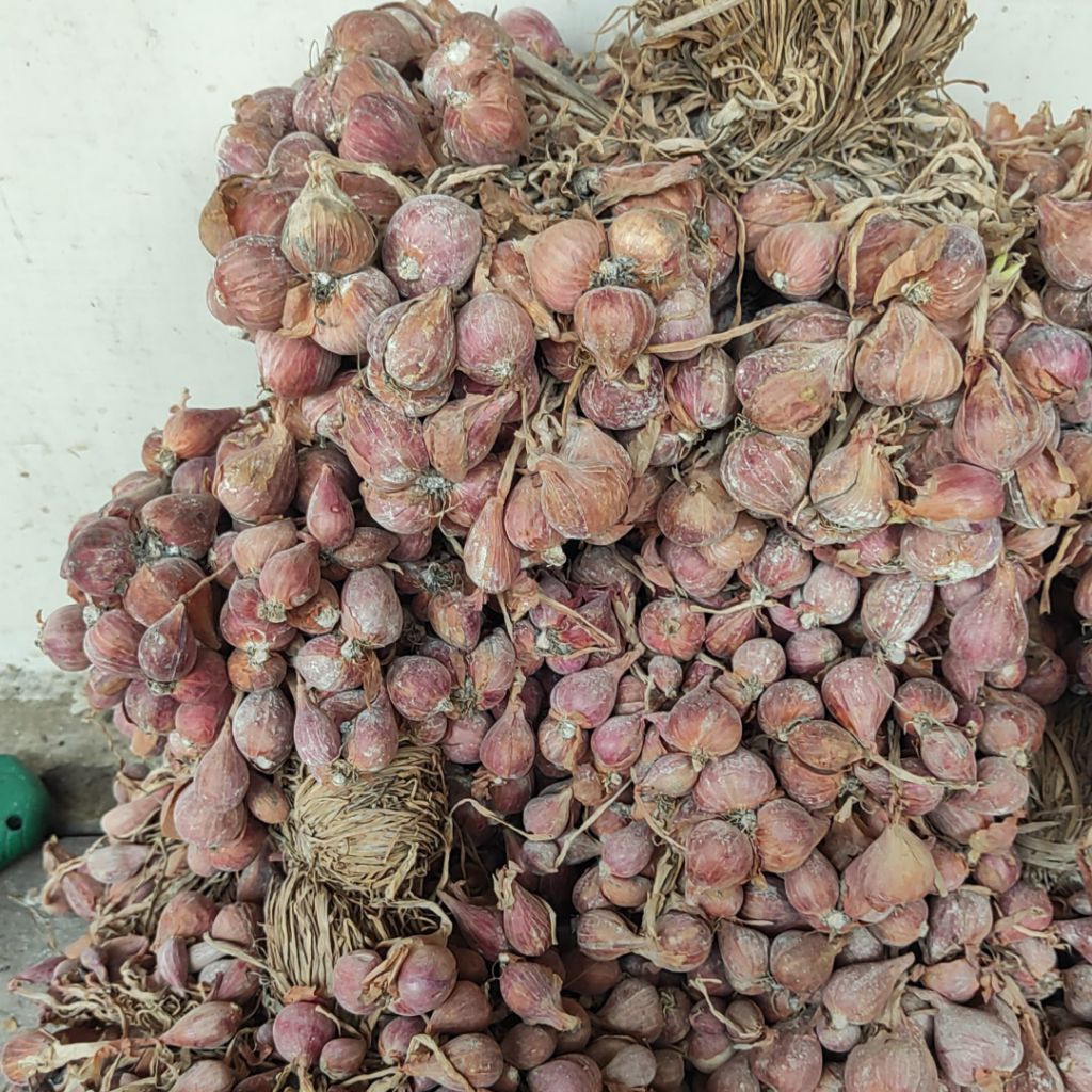 BIBIT BAWANG MERAH NGANJUK BAUCI MANJUNG (DI PEGES)